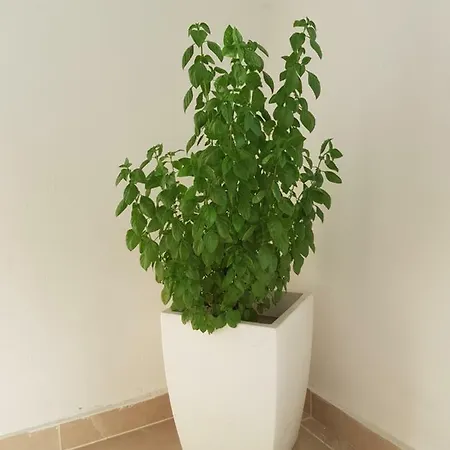 Trianon - Old Town Hostel