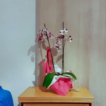 Trianon - Old Town Vandrarhem Paphos