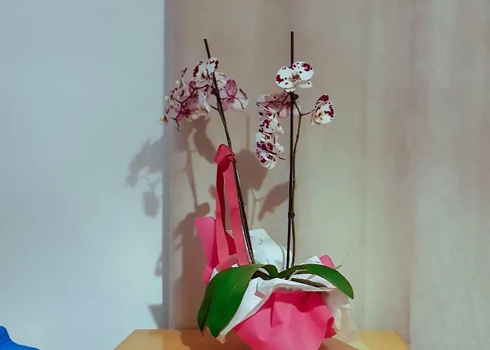 Trianon - Old Town Hostel Paphos