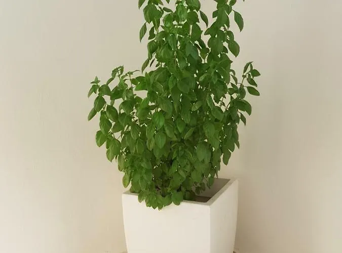 Trianon - Old Town Hostal